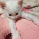 子猫 三ヶ月 雑種