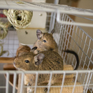 デグー（2匹）の里親様を募集します。 - 蕨市