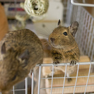 デグー（2匹）の里親様を募集します。 - その他