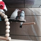 《取引完了》文鳥の里親募集いたします。