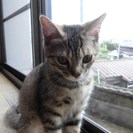 子猫差し上げます