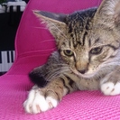 生後1か月半の　メスの子猫です