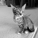 生後1か月半の　メスの子猫です - 加古川市