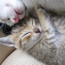 殺処分を免れた子達です　２週齢〜１ヶ月の人なつこい子猫達