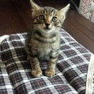 生後1~2ヶ月くらい?子猫の里親募集