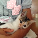 三毛猫ちゃん.1ヶ月半