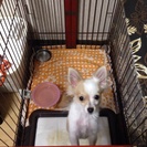 生後6ヶ月のミックス犬、リュウ君