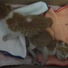 急募・生後一週間未満の子猫の里親様