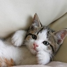 キュートな三毛猫