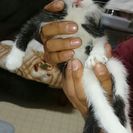 かわいい子猫の里親募集