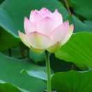 体を傷めない「太極拳」を・・・