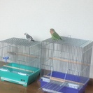文鳥とサクラインコ