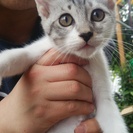 ☆　（^・x・^）猫3匹　☆ - 香美市