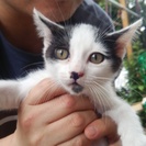 ☆　（^・x・^）猫3匹　☆ - 猫