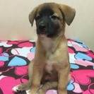 子犬の里親探してます！