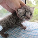 殺処分を免れました　３週齢〜１ヶ月の可愛い子猫達