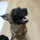 迷子ちゃんです。 - 浦添市