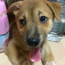 子犬の里親さん探してます。