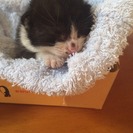 【急募】猫の里親さんを探しています【急募】