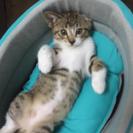 子猫・里親募集