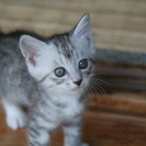 生後2ヶ月の子猫2匹もらってくれる里親を探しています。