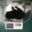 急募!!　子猫３匹里親又はボランティアで１ヶ月飼育可能な方募集の画像