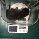 急募!!　子猫３匹里親又はボランティアで１ヶ月飼育可能な方募集 - 大阪市