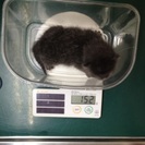 急募!!　子猫３匹里親又はボランティアで１ヶ月飼育可能な方募集 - 猫
