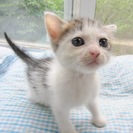殺処分を免れました　１〜３ヶ月の人なつこい子猫達（きじ白　きじと...