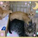 子猫3兄弟里親さん募集