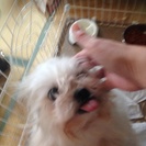 飼って頂ける方募集！