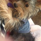 子犬のヨーキーとチワワ