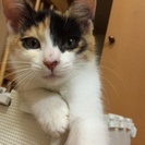 里親さん募集いたします