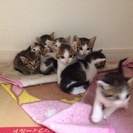 7匹の子猫 里親を募集します。