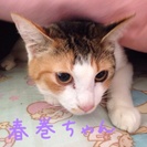 生後１年ぐらいのメス三毛猫