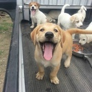 五月に産まれた子犬です