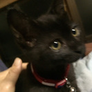 2ヶ月黒猫の女の子家族募集！