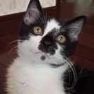 3か月♂おしゃべり猫！