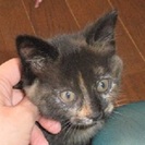 3か月！おっとりサビ猫！