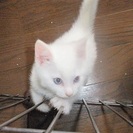 真っ白ブルーアイズ！！3か月♂