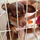 迷い犬