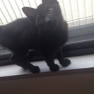 3ヶ月ぐらい 黒猫 オス 里親様急募！