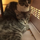 子猫2匹の里親募集です。