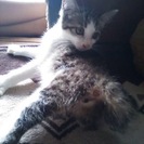 可愛い子猫たちです！
