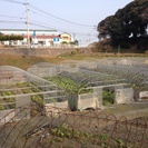 有機野菜栽培認定農家で農業研修してみませんか
