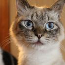猫達の里親さんを探しています