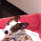 タワーマンションのキレイなお店でハワイアンろみの画像