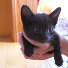 黒子猫の里親募集