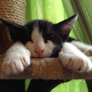 すべての猫に里親様が決まりました