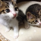 至急です。お願いします。 - 猫